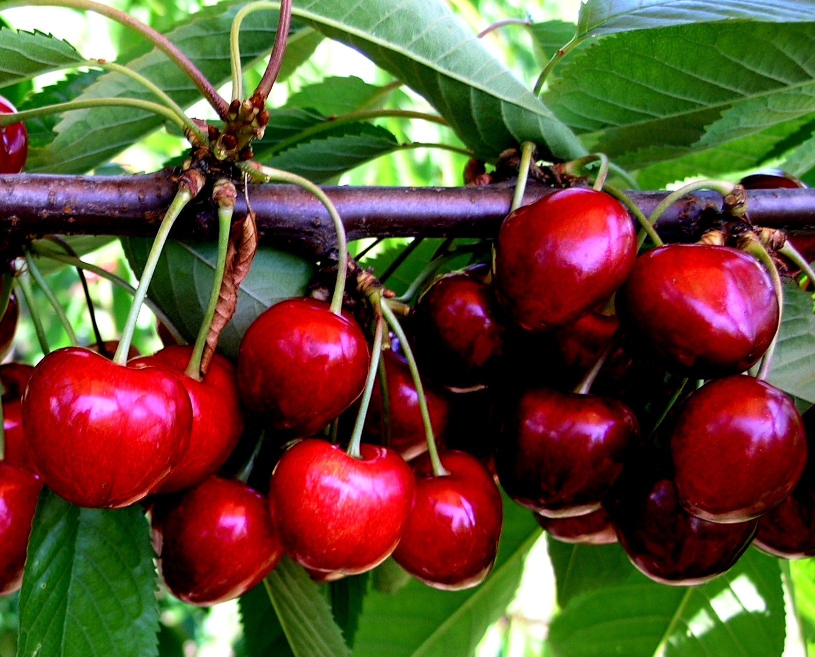 První přehlídka odrůdy Tamara před ovocnáři v USA
