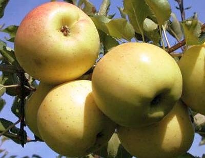 Jarní degustace jablek